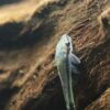 Otocinclus affinis - Gestreifter Ohrgitter-Harnischwels – Bild 3