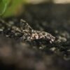 Loricaria filamentosa - Hexenwels – Bild 2
