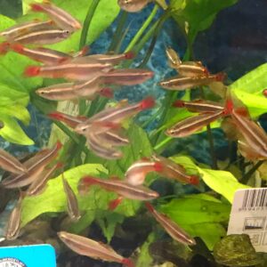 Tanichthys albonubes – Kardinalfisch