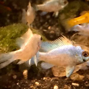 Mikrogeophagus ramirezi – Electric Blue