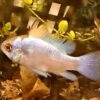 Mikrogeophagus ramirezi - Electric Blue – Bild 5