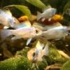 Mikrogeophagus ramirezi - Electric Blue – Bild 3