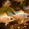 Mikrogeophagus ramirezi - Electric Blue – Bild 4