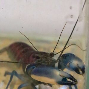 Cherax Irian Jaya – BlauRosaKrebs Zuchtpaar