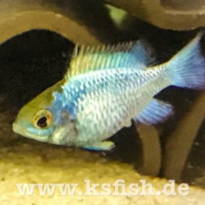 Mikrogeophagus ramirezi – Electric Blue