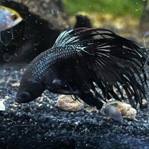 Betta splendens – Kampffisch Crowntail black