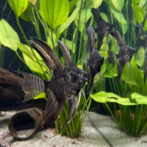 Skalar – Pterophyllum scalare Black