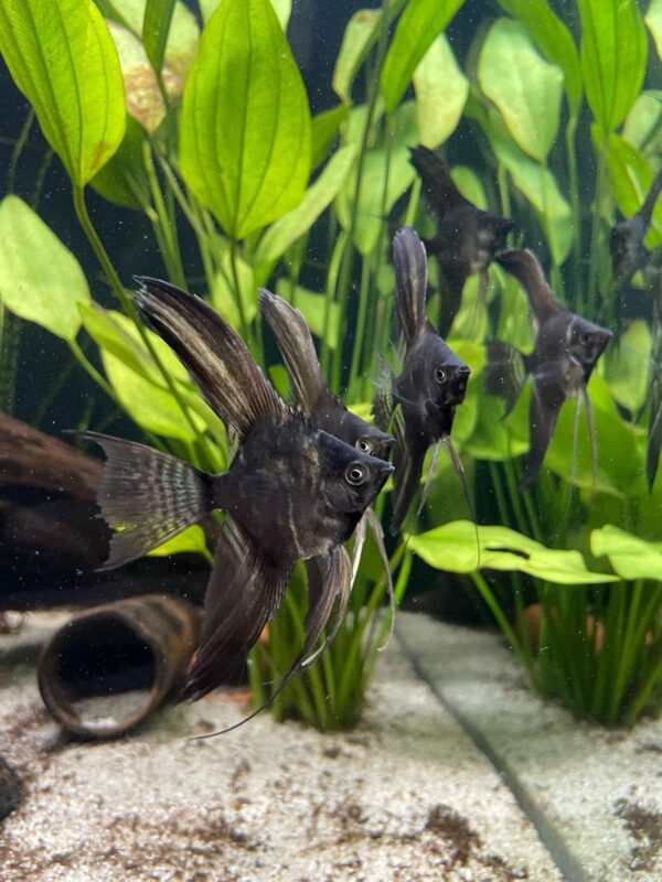 Skalar - Pterophyllum scalare Black