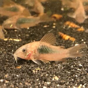 Corydoras aeneus – Metallpanzerwels