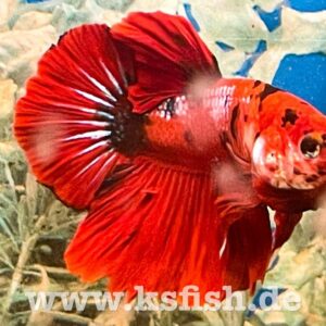 Betta splendens – Kampffisch Half Moon Nemo