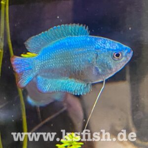 Colisa Lalia – Cobalt Dwarf – Blauer Zwergfadenfisch