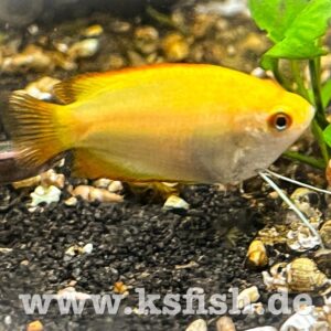 Colisa sota – Gold Dwarf – Goldener Zwergfadenfisch
